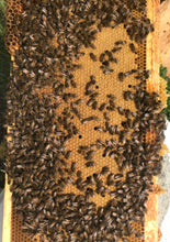 Load image into Gallery viewer, DEPOSIT for 2025 Nucleus Colony - 4 Frame Nuc