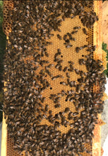 Load image into Gallery viewer, DEPOSIT for 2025 Single Hive