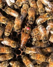 Load image into Gallery viewer, DEPOSIT for 2025 Single Hive