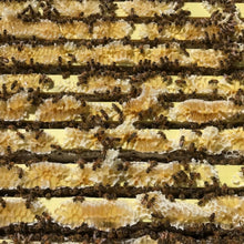 Load image into Gallery viewer, DEPOSIT for 2025 Nucleus Colony - 4 Frame Nuc