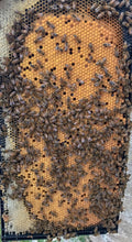 Load image into Gallery viewer, DEPOSIT for 2024 Single Hive
