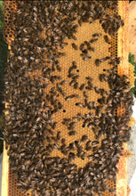 Load image into Gallery viewer, DEPOSIT for 2024 Single Hive
